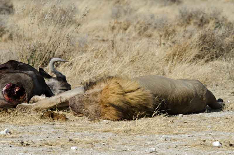 12 - Namibia - leones comiendo - parque nacional de Etosha